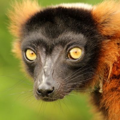 BP - 2020 05 Kenney (2) LCF red ruffed Lemur photographed by Caitlin Kenney