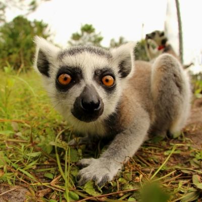 BP - 2020 05 Kenney (3) LCF ring-tailed lemur photographed by Caitlin Kenney