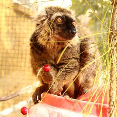 BP - 2020 05 Kenney (4) LCF Sanford's brown lemur photographed by Caitlin Kenney