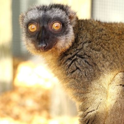 BP - 2020 05 Kenney (5) LCF common brown Lemur photographed by Caitlin Kenney