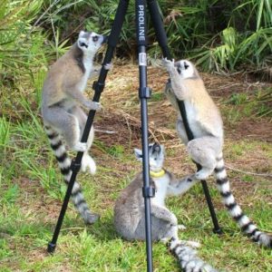 LCF ring-tailed lemurs photographed by Caitlin Kenney