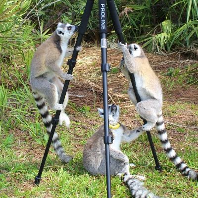BP - 2020 05 Kenney (6) LCF ring-tailed lemurs photographed by Caitlin Kenney