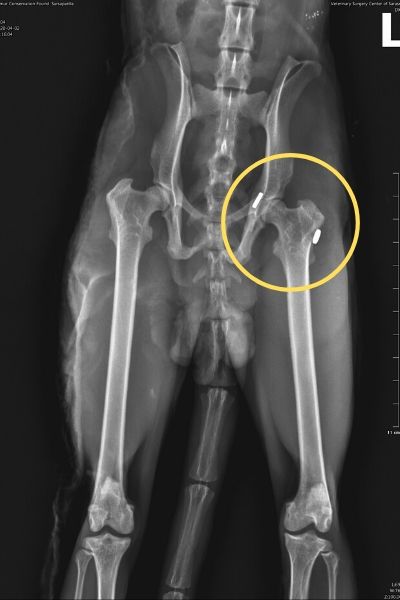 BP - 2020 05 Sassy 400x600 (2) Sassy's hip post-surgery