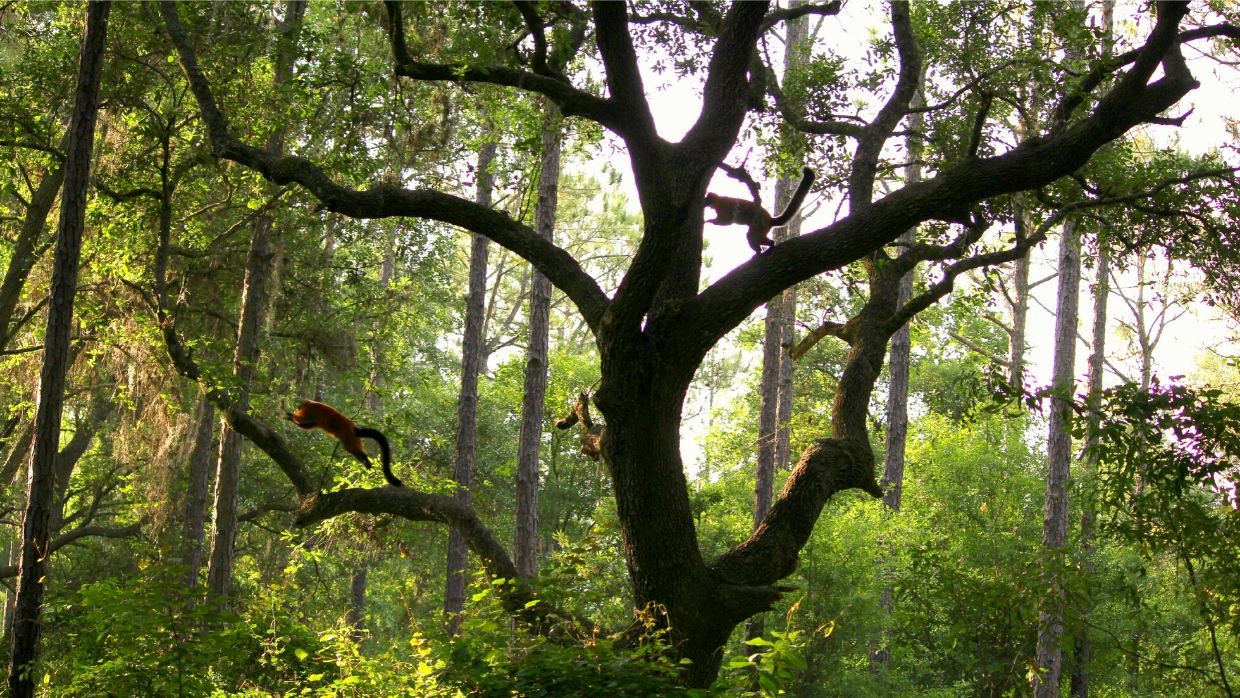 BP Kenney 3-3 Red ruffed lemurs in LCF forest habitat photographed by Caitlin Kenney