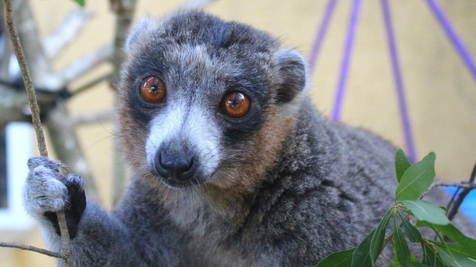 Meet mongoose lemur Mercedes