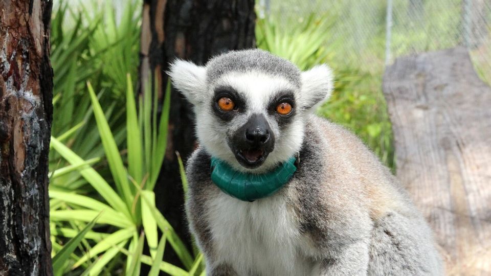 Meet ring-tailed lemur Sarsaparilla
