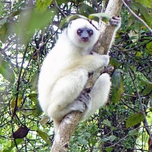 Silky sifaka photographed by Dr. Erik Patel