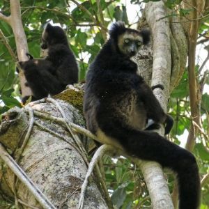 Indri mother and infant