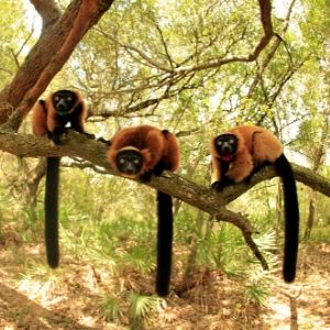Pets 300x300 1 (1) LCF red ruffed lemurs