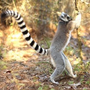 Pets 300x300 1 (3) LCF ring-tailed lemur scent-marking