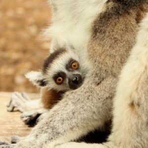 Pets 300x300 2 (1) LCF ring-tailed lemur infant