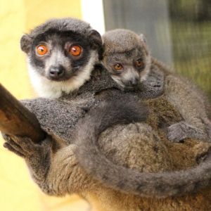 LCF mongoose lemurs