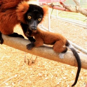 Pets 300x300 2 (3) LCF red ruffed lemur mother and infant