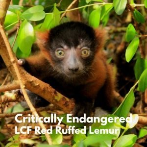 LCF red ruffed lemur