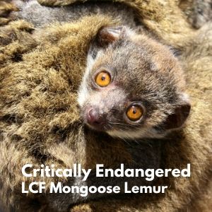 LCF mongoose lemur infant