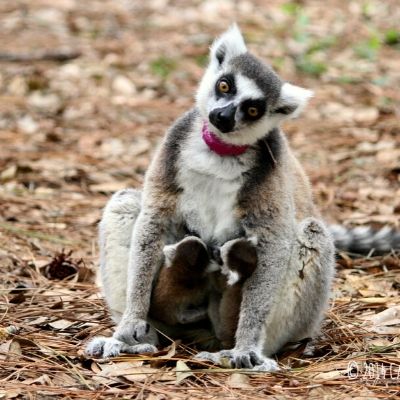 LCF ring-tailed lemur Ansell and twins