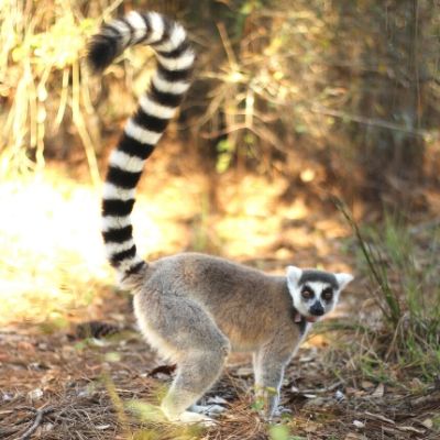 LCF ring-tailed lemur Duffy