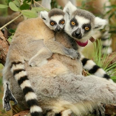 LCF ring-tailed lemur Ansell with infant Goose