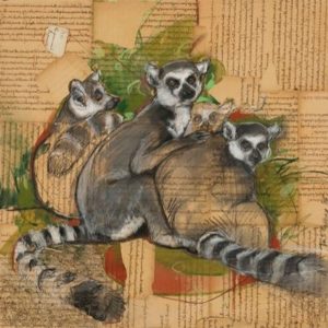 Ring-tailed Lemurs by Peter McCaffrey
