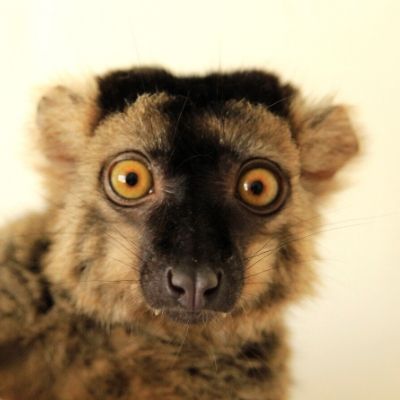 LCF Common Brown Lemur Merlot