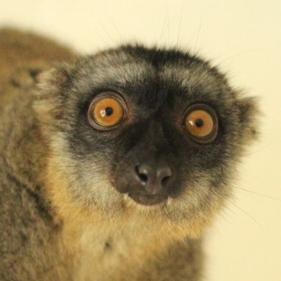 LCF Common Brown Lemur Muga