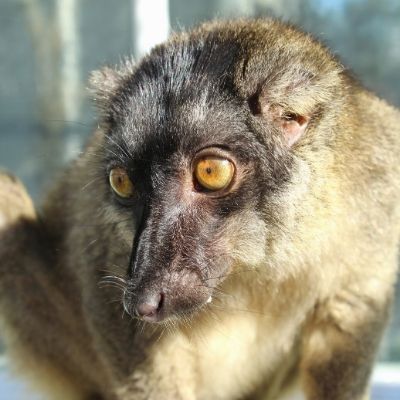 LCF Common Brown Lemur Pinot