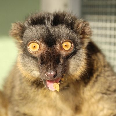 LCF Common Brown Lemur Zinfandel