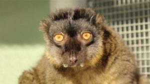 LCF Common Brown Lemur Zinfandel