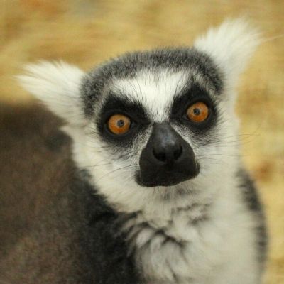 LCF Ring-tailed Lemur Medella