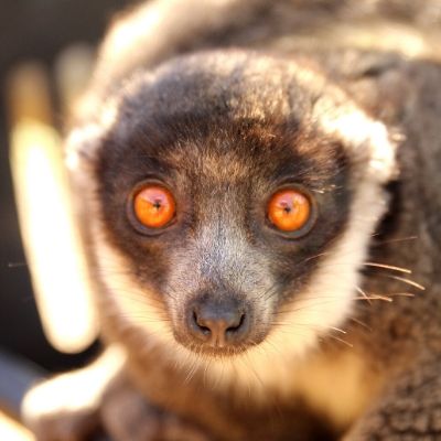 LCF Mongoose Lemur Rosalita