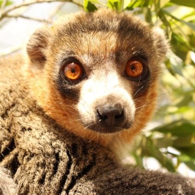 LCF Mongoose Lemur Bimbini