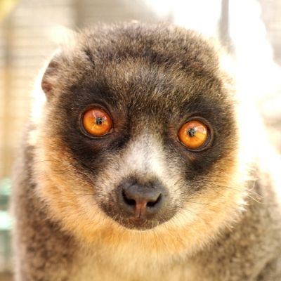 BP 2020 06 26 FF Rosalita 1-3 (2) LCF Mongoose Lemur Emilia