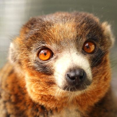 LCF Mongoose Lemur Pablo