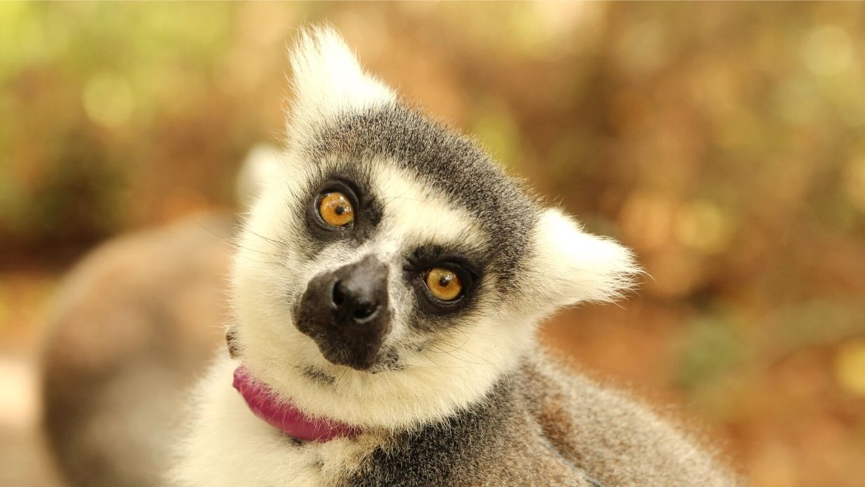 LCF ring-tailed lemur Ansell