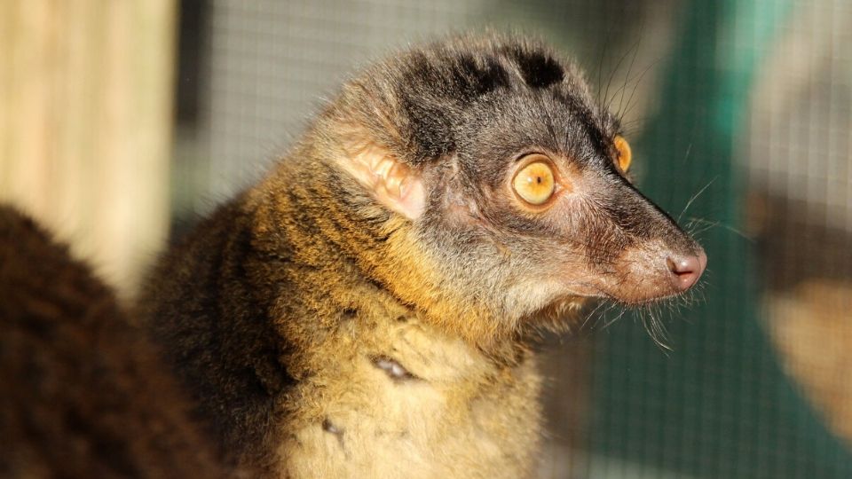 Meet common brown lemur Zinfandel