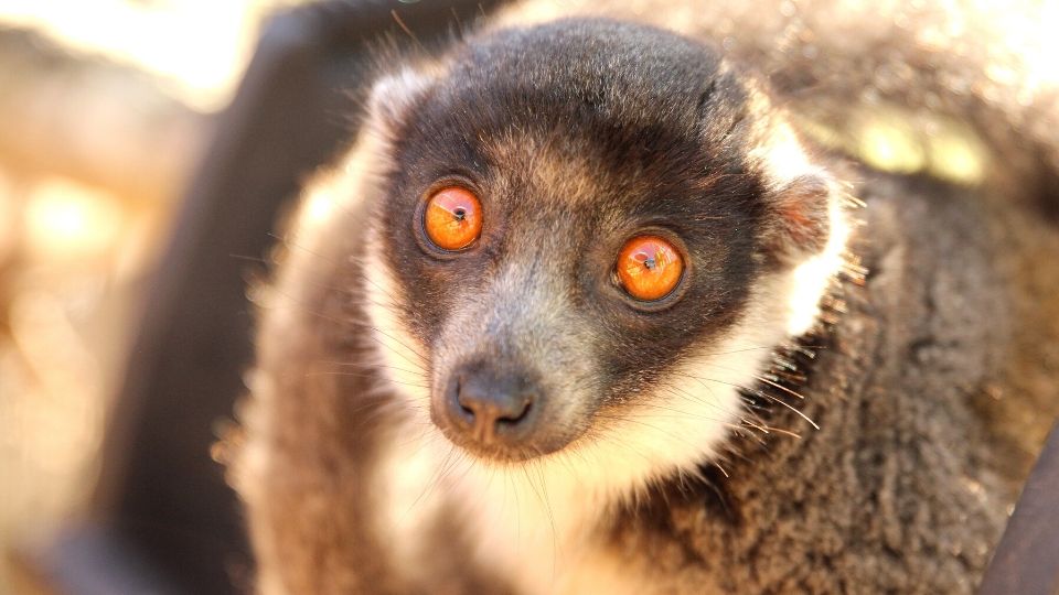 Meet mongoose lemur Rosalita