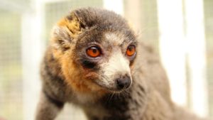 LCF Mongoose Lemur Guillermo