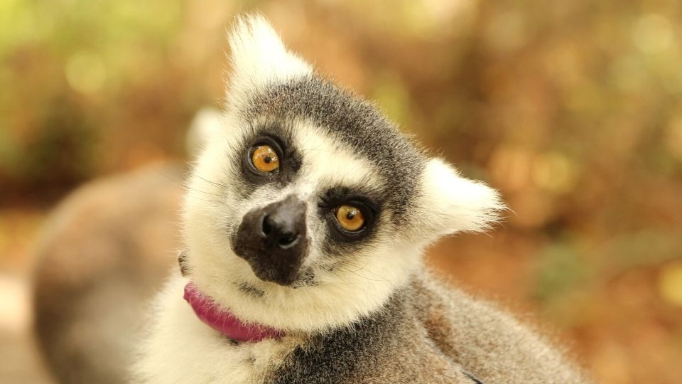 Meet ring-tailed lemur Ansell