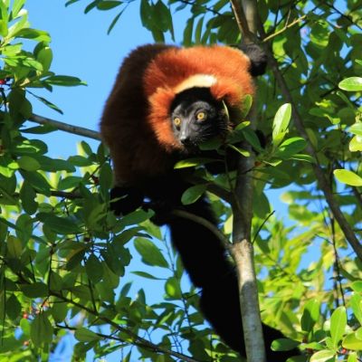 LCF red ruffed lemur Zazabe