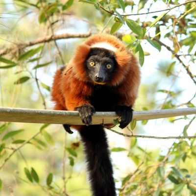 LCF red ruffed lemur Ravina