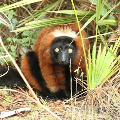 LCF red ruffed lemur Afo