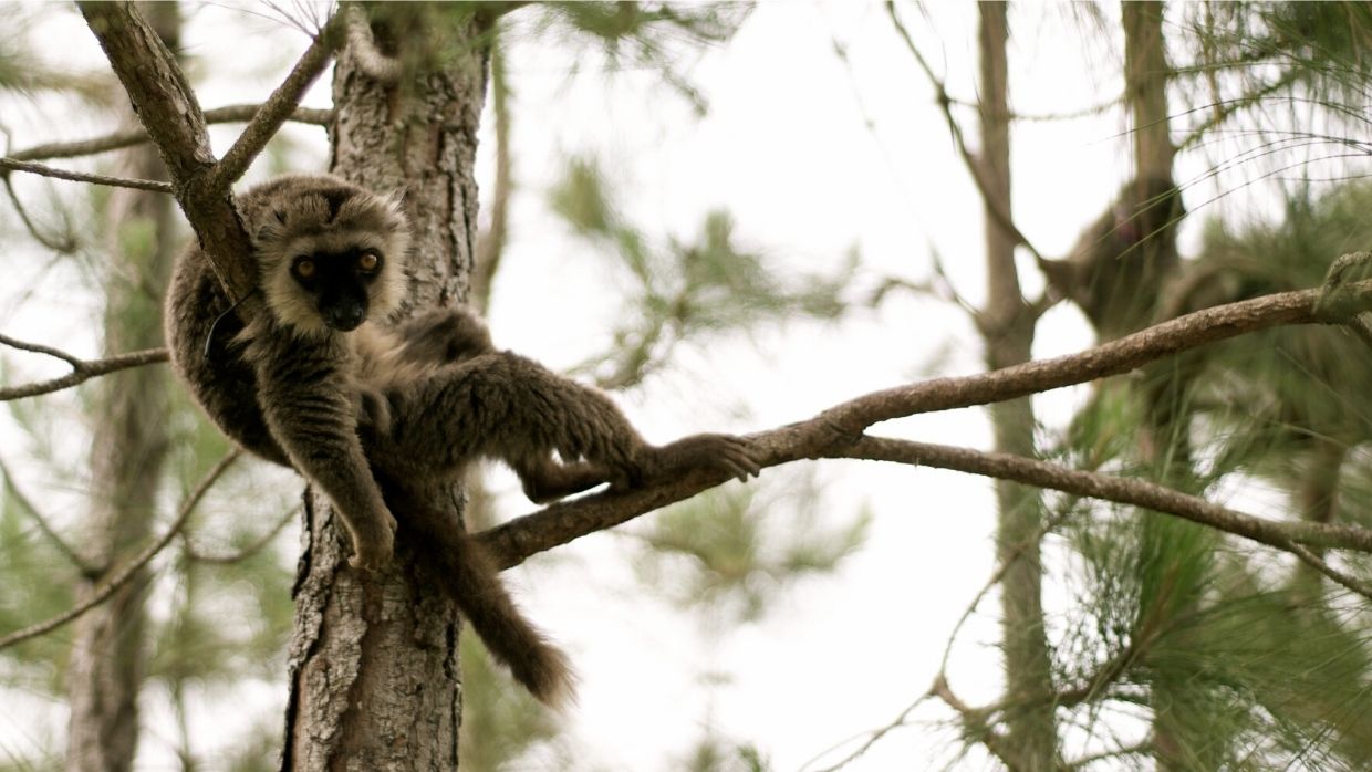 Ikoto, 2010, in an LCF habitat