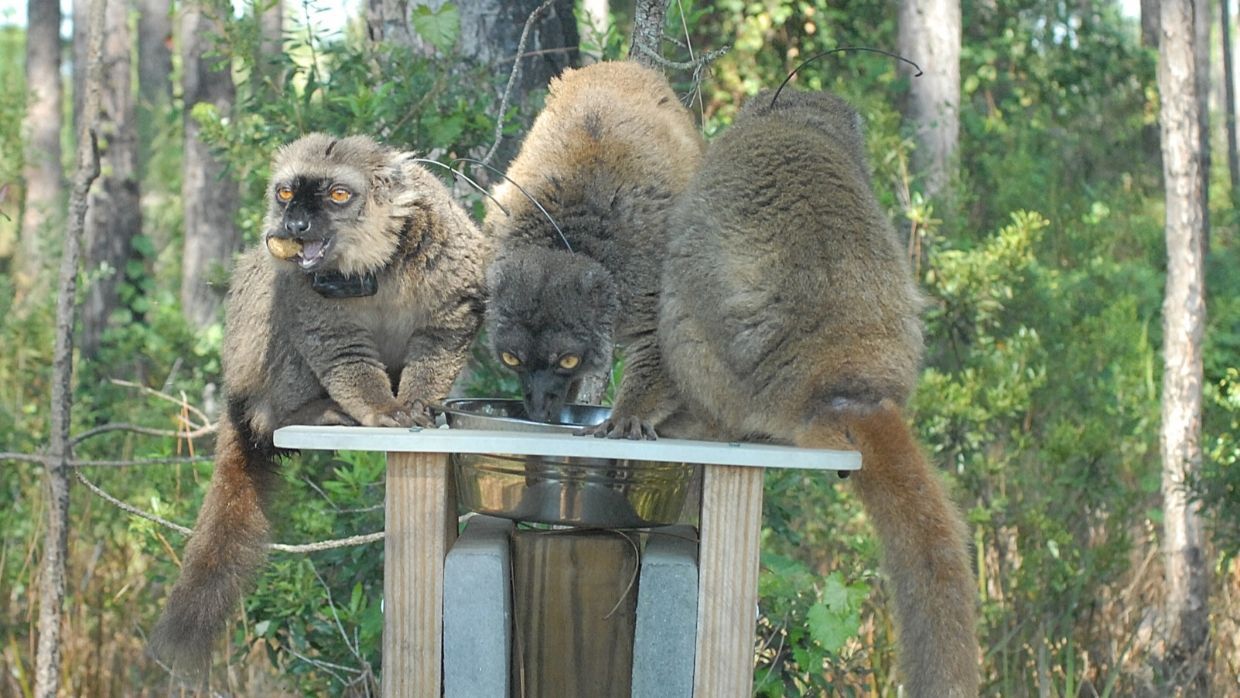 Ikoto and females Bozy and Mbola (Photo: Marian Brickner)