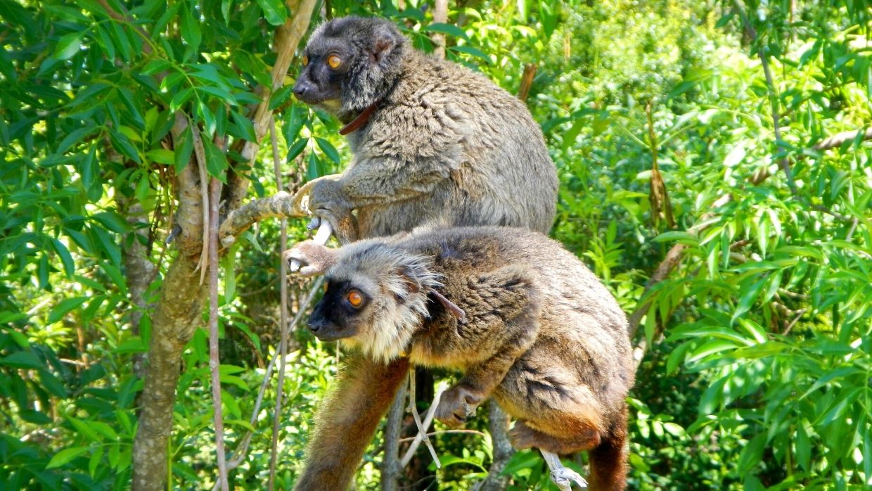 LCF Sanford's brown lemurs Ikoto and Bao