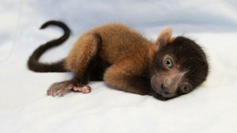 Exciting lemur infant news