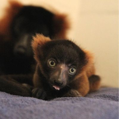 LCF red ruffed lemur infant Frezy