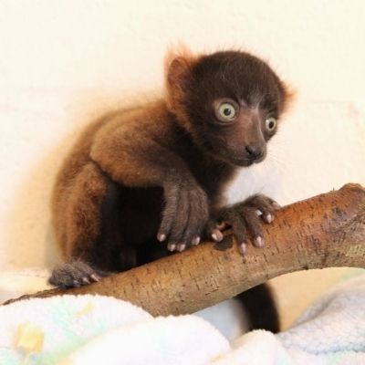 Frezy LCF red ruffed lemur infant Frezy