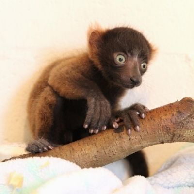 LCF red ruffed lemur infant Frezy