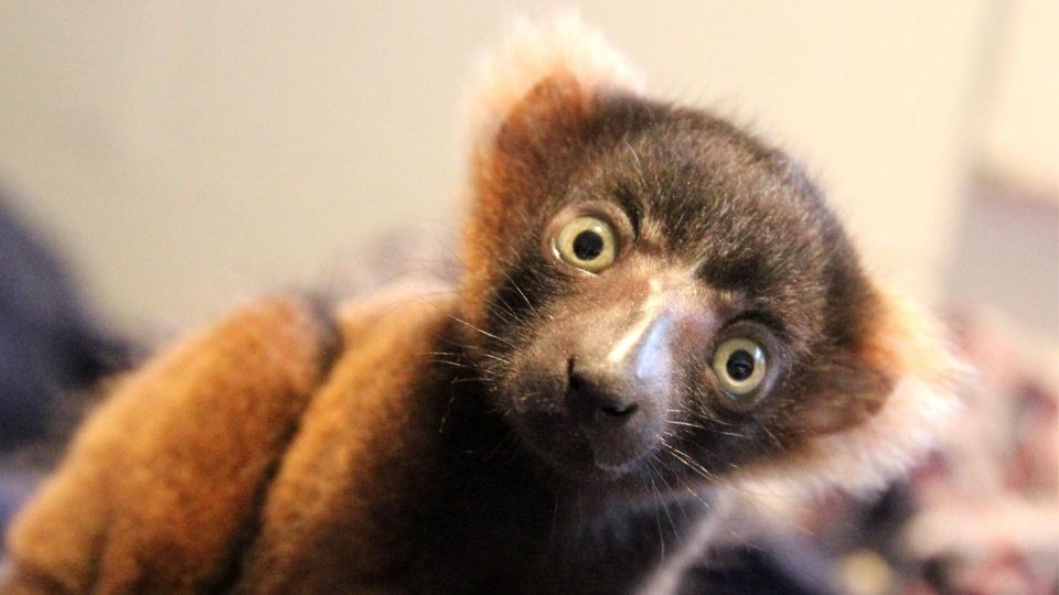 Our red ruffed lemur infant has a name