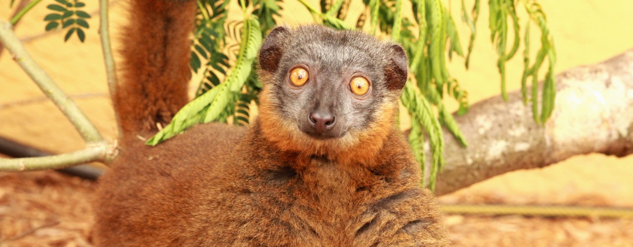 Collared brown lemur female looking at camera